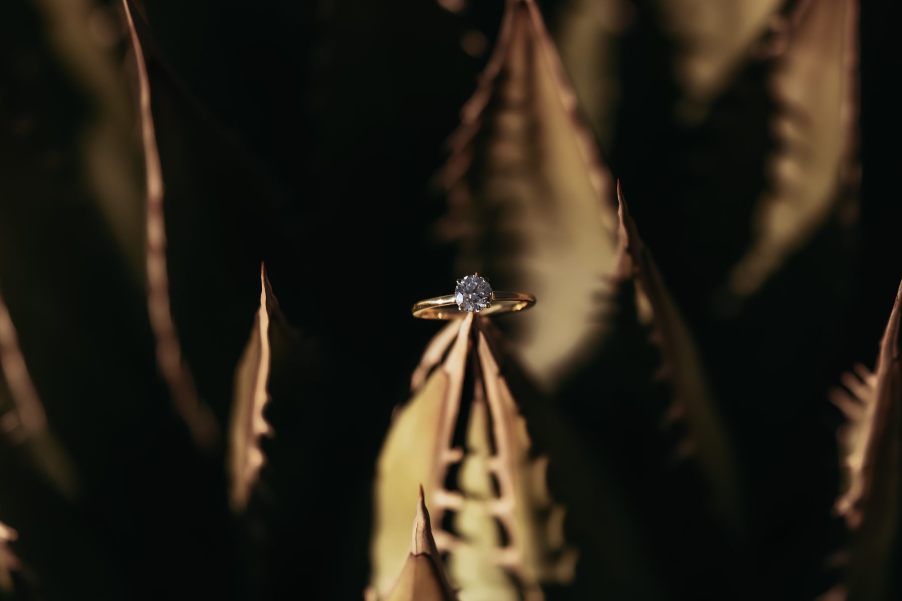 Engagement ring on agave